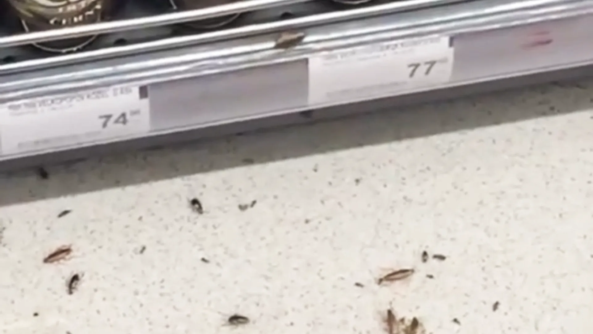 Полчища тараканов облюбовали прилавок с пивом в супермаркете Раменского