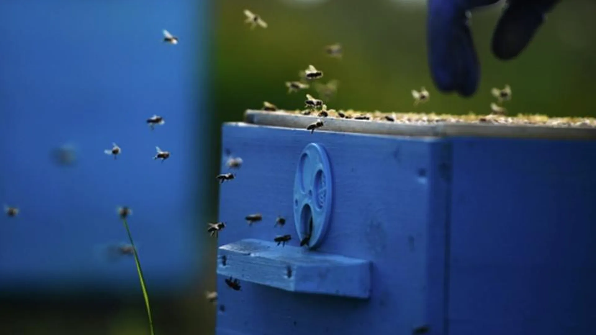 Пчелы под защитой: подмосковные депутаты создали правовую базу для их охраны