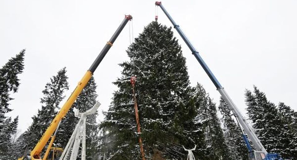 Главную новогоднюю ель России спилили в городском округе Щелково