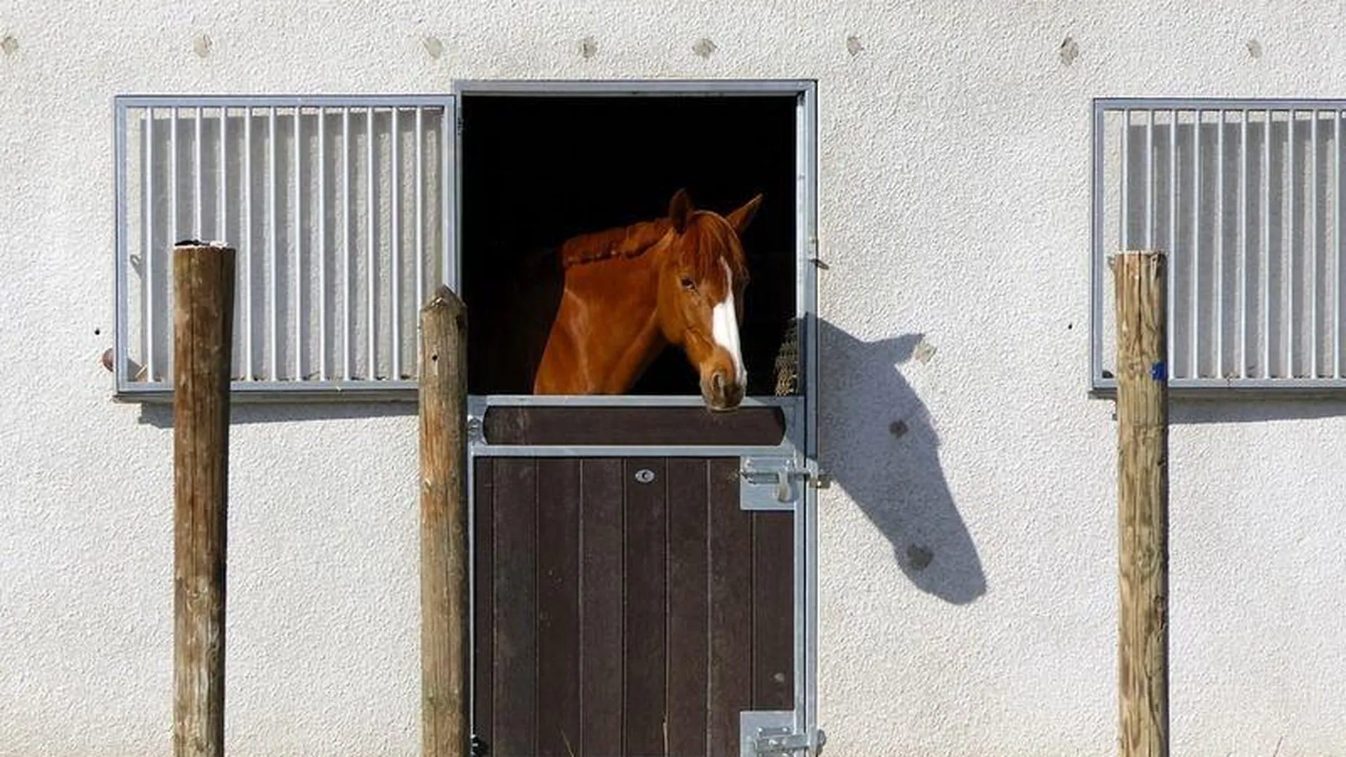 Побег из конюшни. Рыжая лошадь в конюшне. Лошадь живет в конюшне. Фотозона на конюшне. Лошадь выглядывает из конюшни.