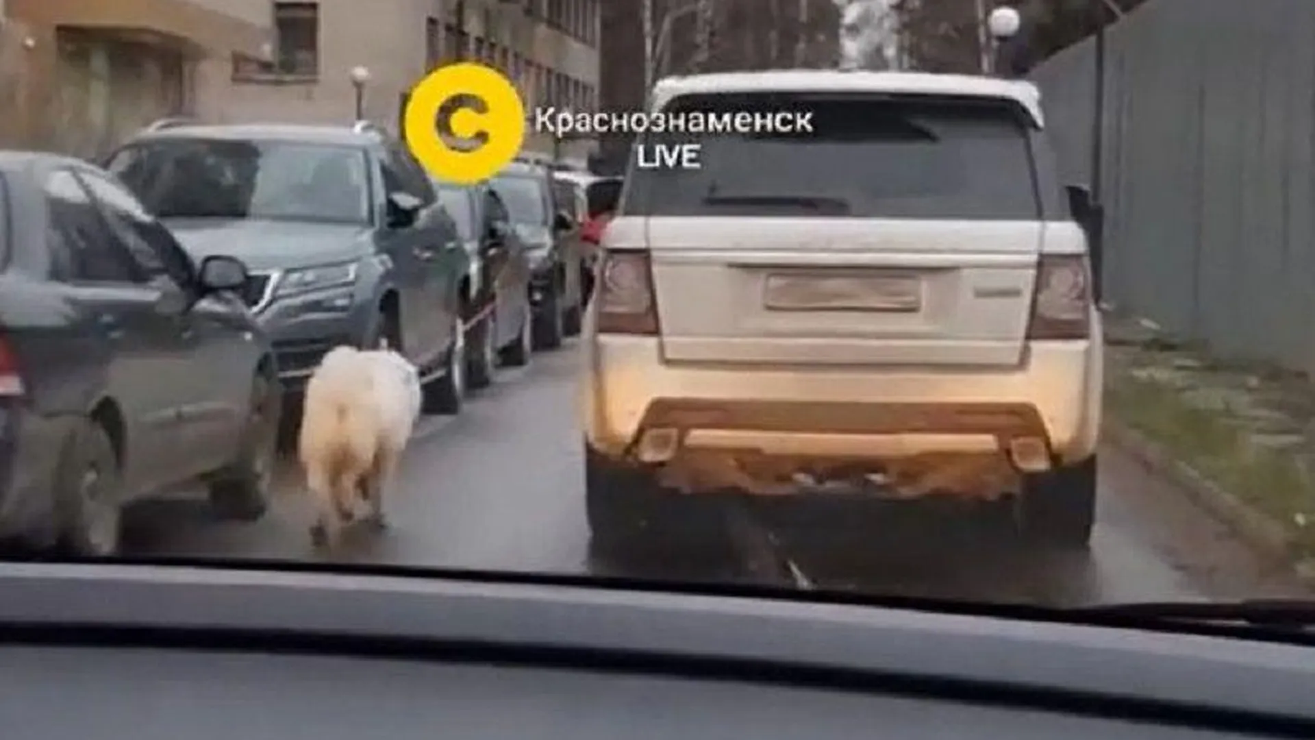 Житель Краснознаменска выгулял собаку, не выходя из машины