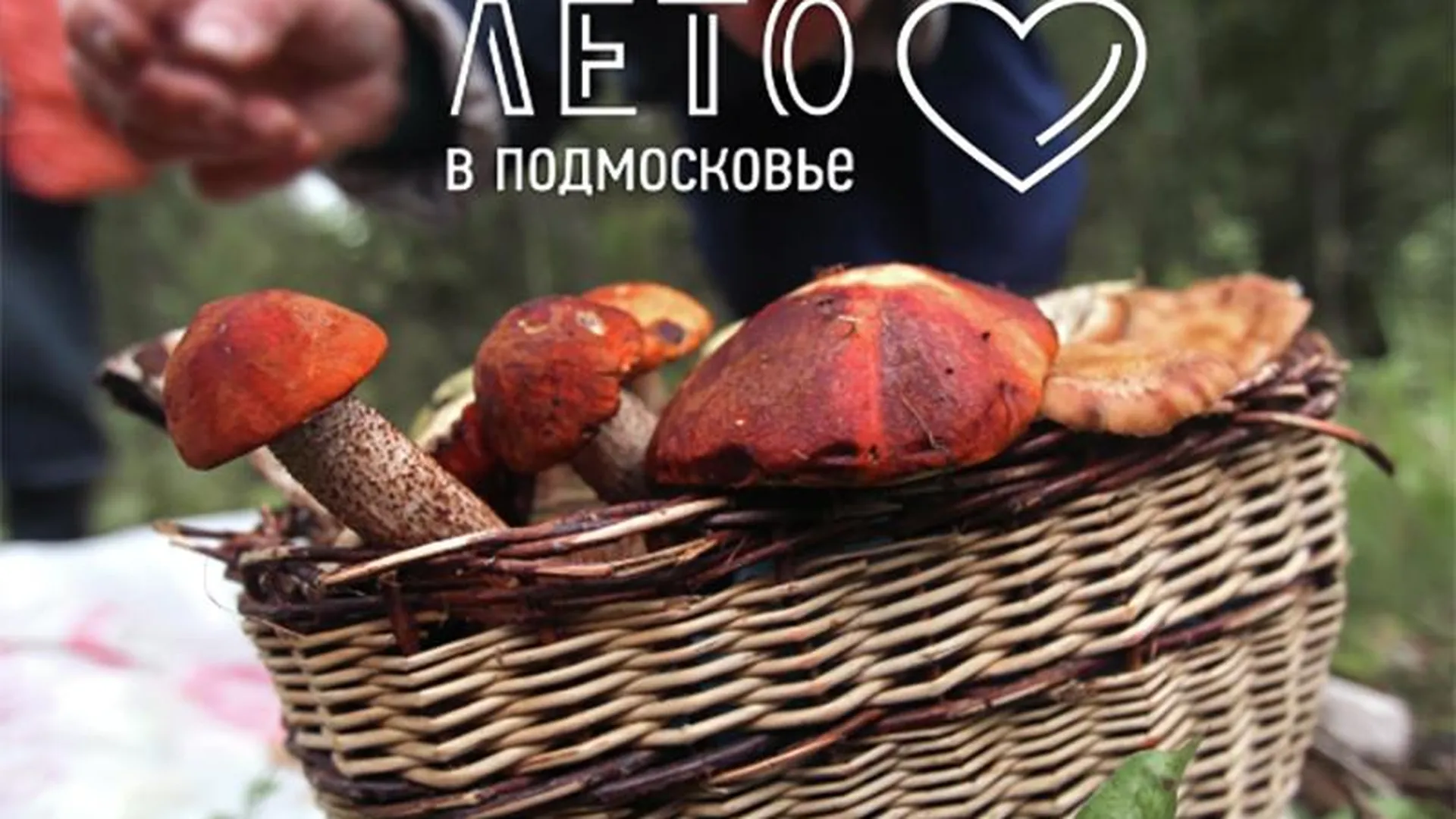 Чехов – на рыбалке, Аксаков – за грибами: как проводили лето в Подмосковье русские классики  