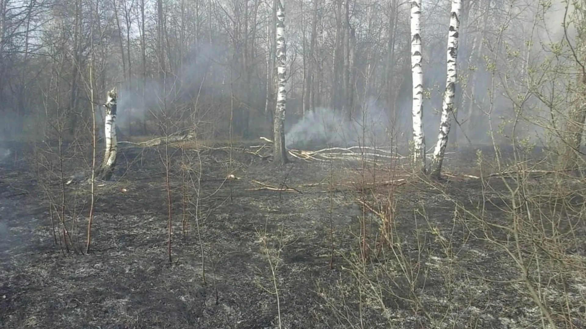 Полтора миллиона за нарушение правил пожарной безопасности в лесах получил предприниматель из Подмосковья