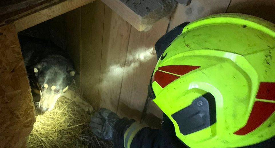 В Одинцовском округе спасли застрявшую под бытовкой собаку