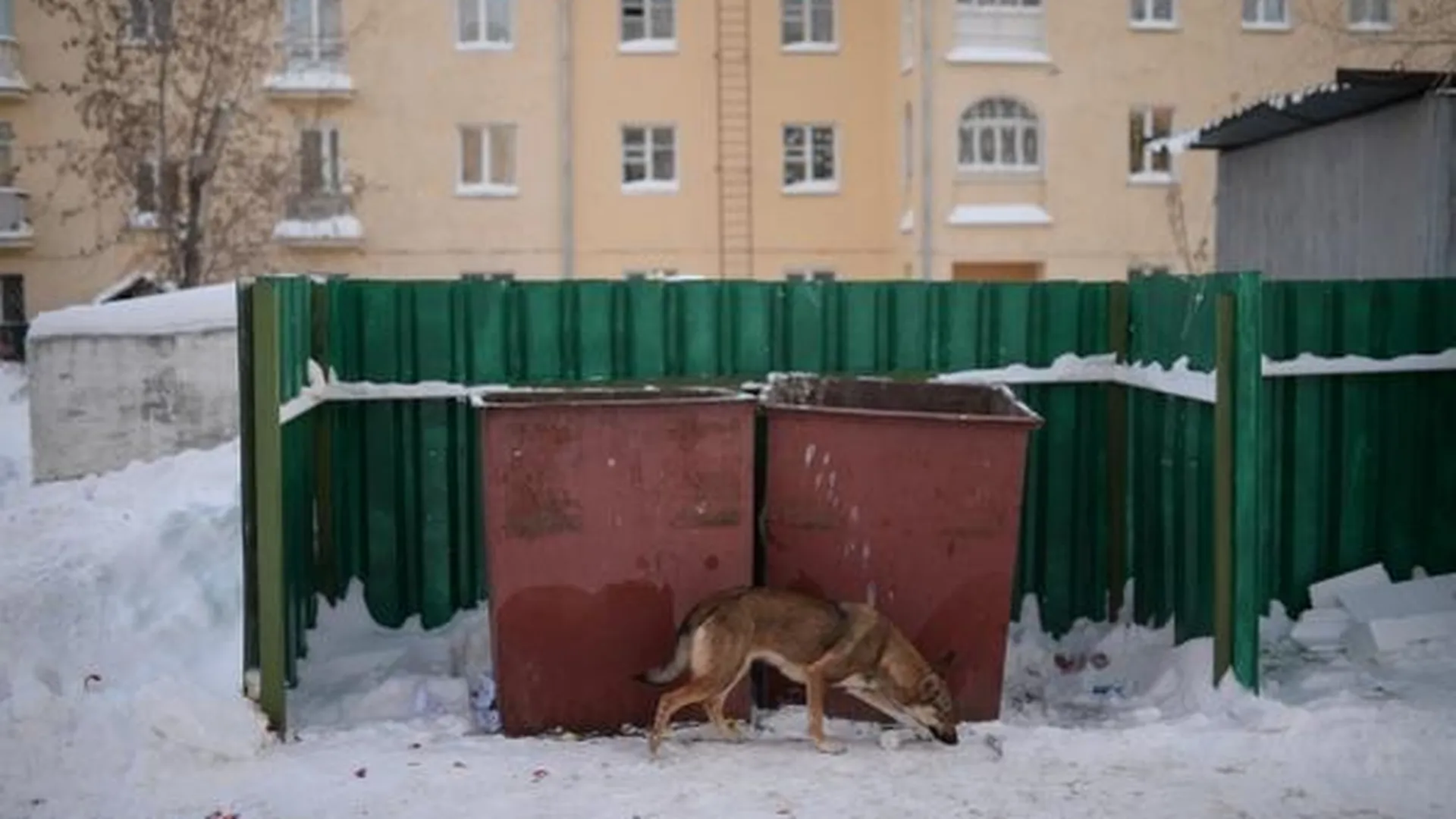 В Одинцовском районе неизвестный раскрашивает бродячих животных токсичной краской