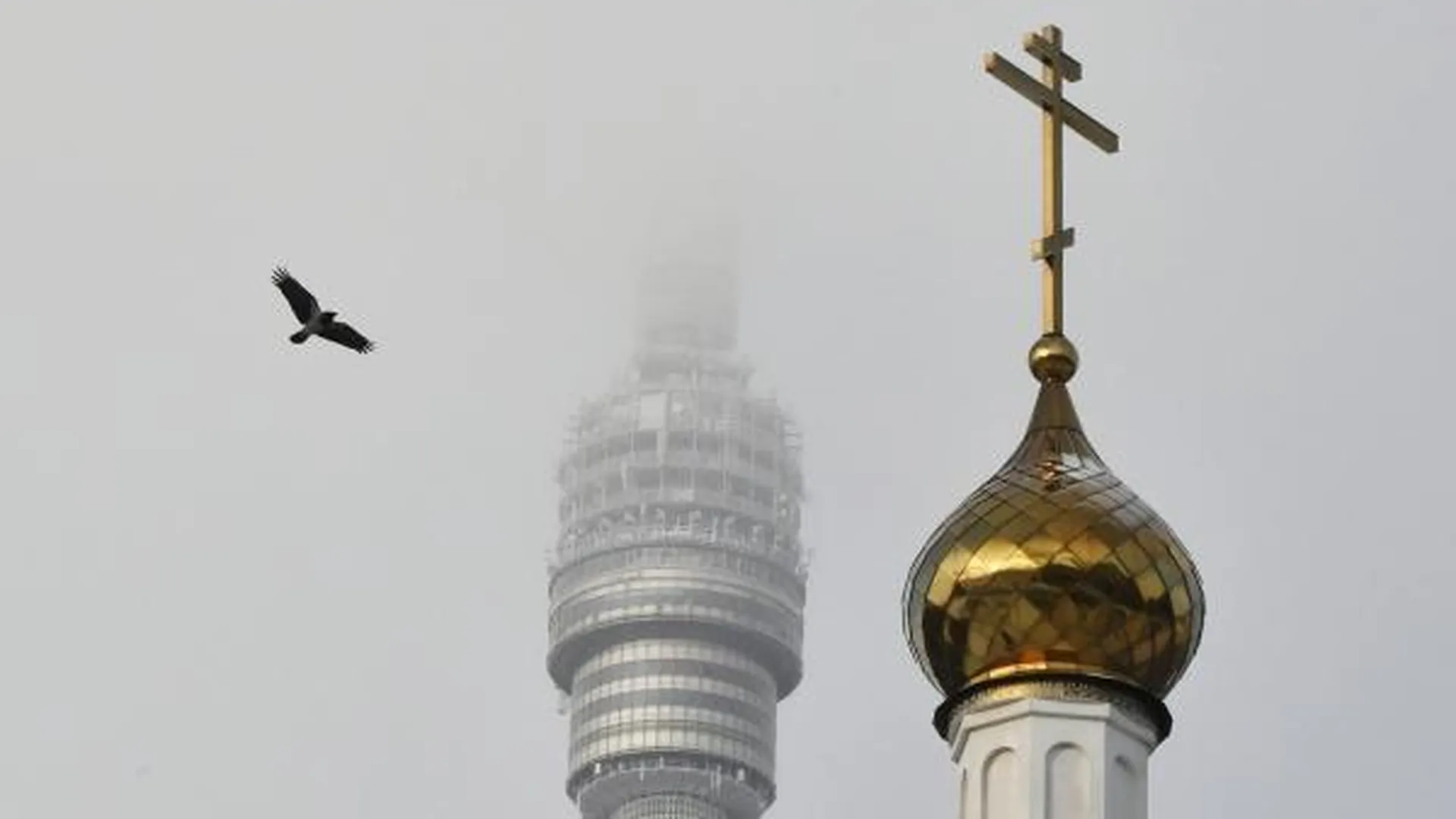Перелетные птицы начали возвращаться в Москву