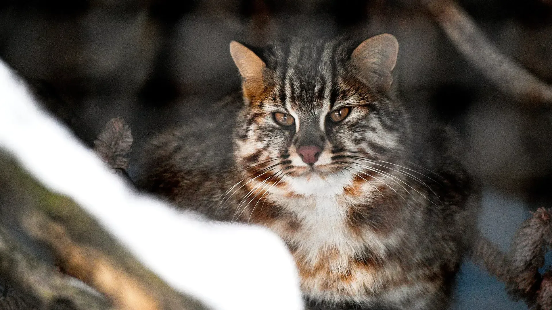 Забили молотком: двух жителей Камчатки отдадут под суд за зверское убийство трех котят