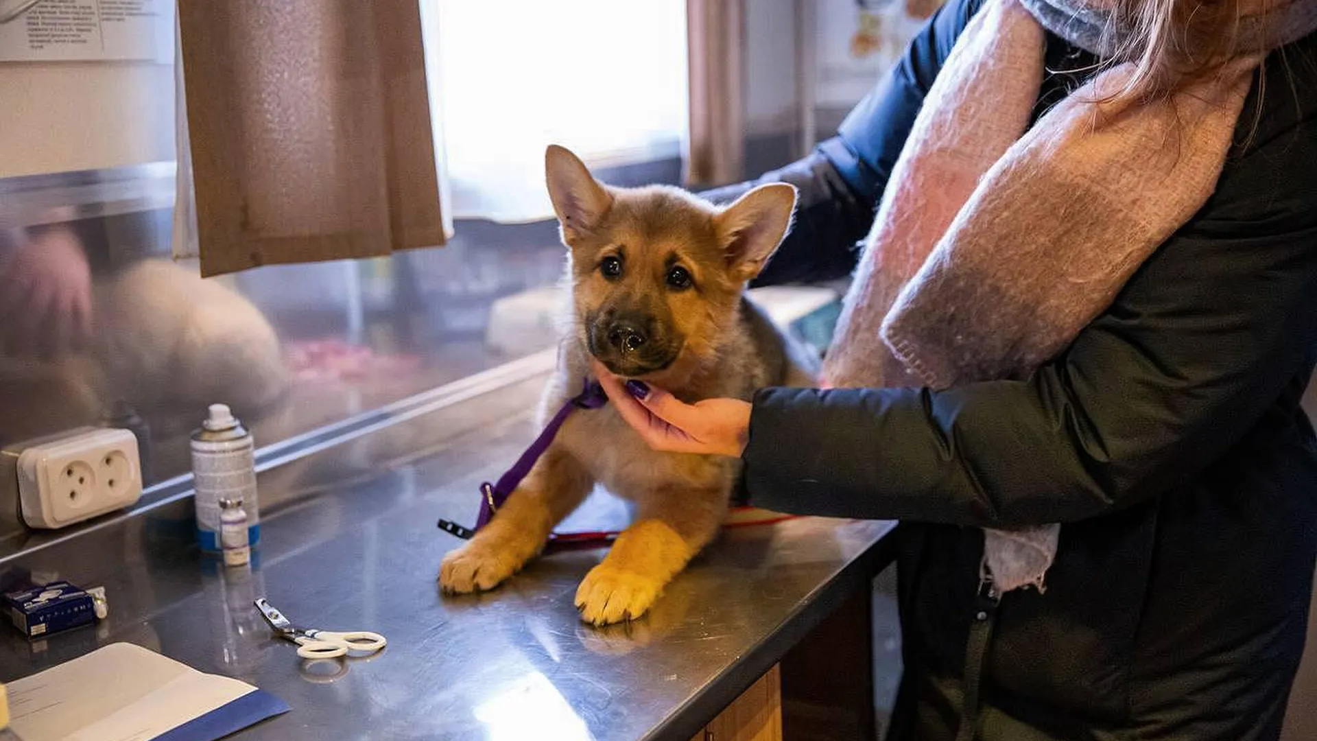 Мобильные ветеринарные пункты обслуживают свыше 4,5 тысячи адресов в Подмосковье