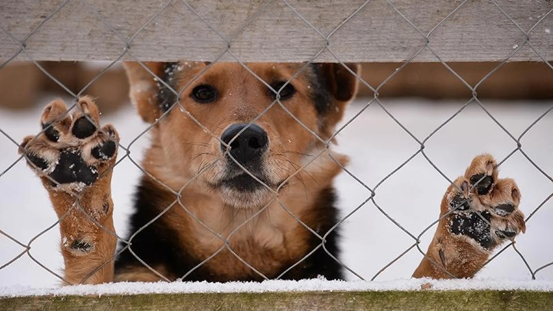 «Ударить – 1000 рублей, убить – 25 тысяч»: геолога из Немчиновки обвинили в продаже услуг по истязанию собак