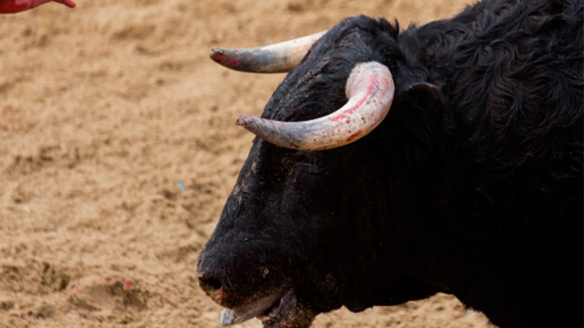 Тянут с возбуждением: в Луховицах не дают ход уголовному делу по факту нападения быка на человека