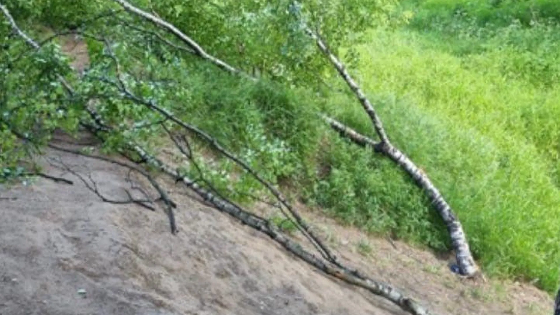 Родители из Голицыно изуродовали дерево с тарзанкой в месте, где пострадал их ребенок