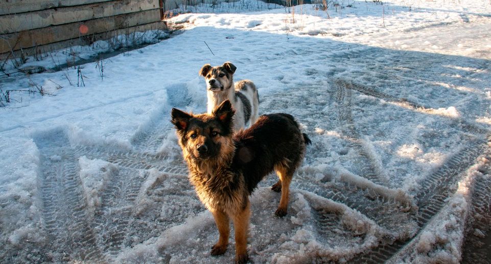 Зоозащитница Тарасенко: закон об эвтаназии бездомных животных примут в Самаре