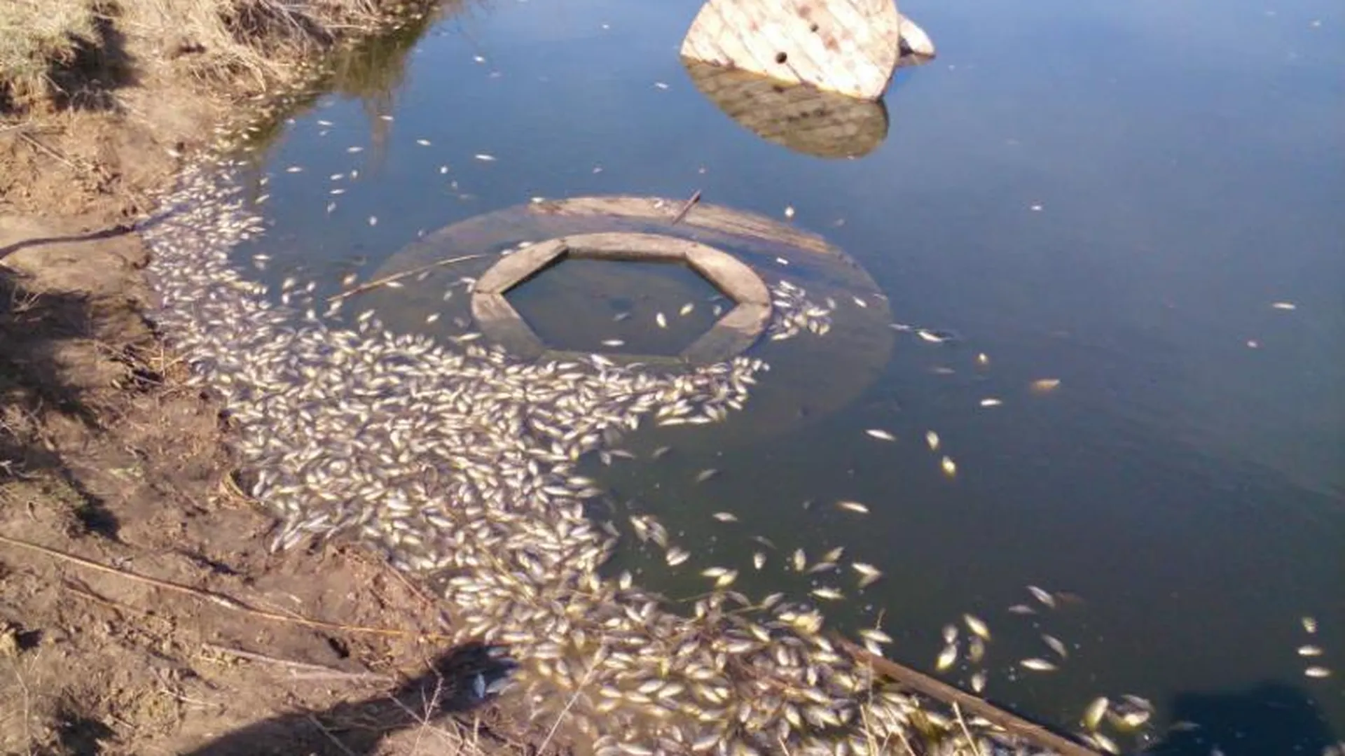 В водоеме в Луховицком районе из-за сброса отходов погибла рыба