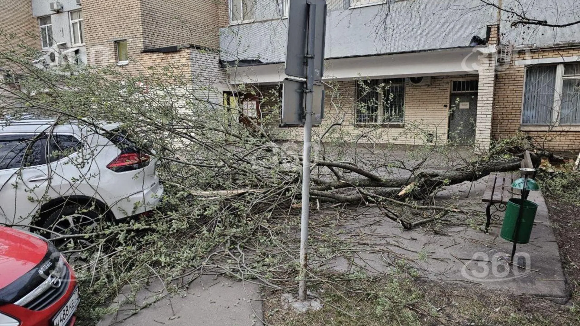Дерево рухнуло на женщину в Москве