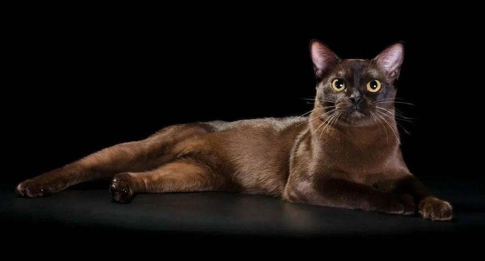 Заводчица кошек в Новосибирской области пойдет под суд за обман