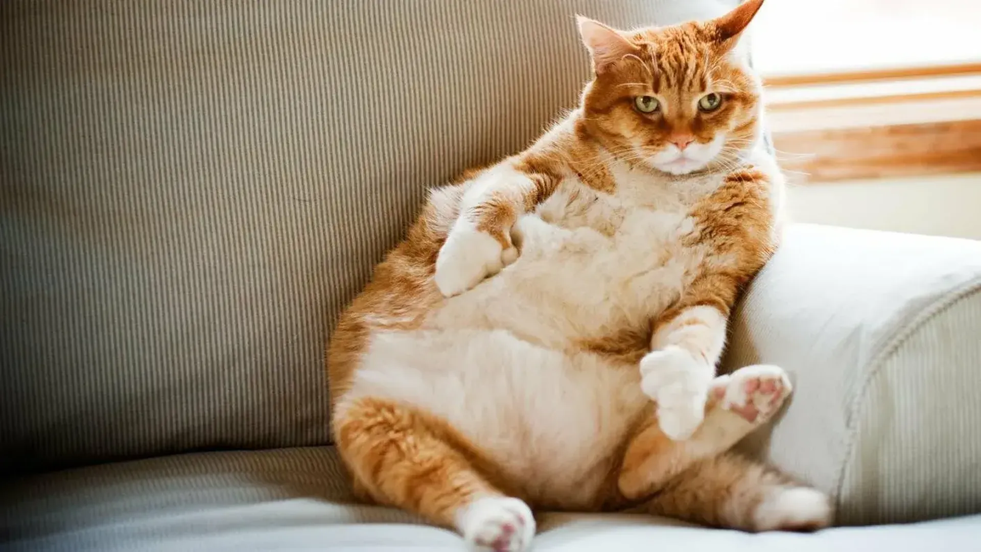 Красивые киски толстых. Толстый кот. Толстый рыжий кот.