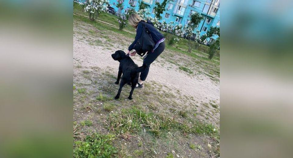 Жительница Донского собачий. Собаки напали на депутата Омск.