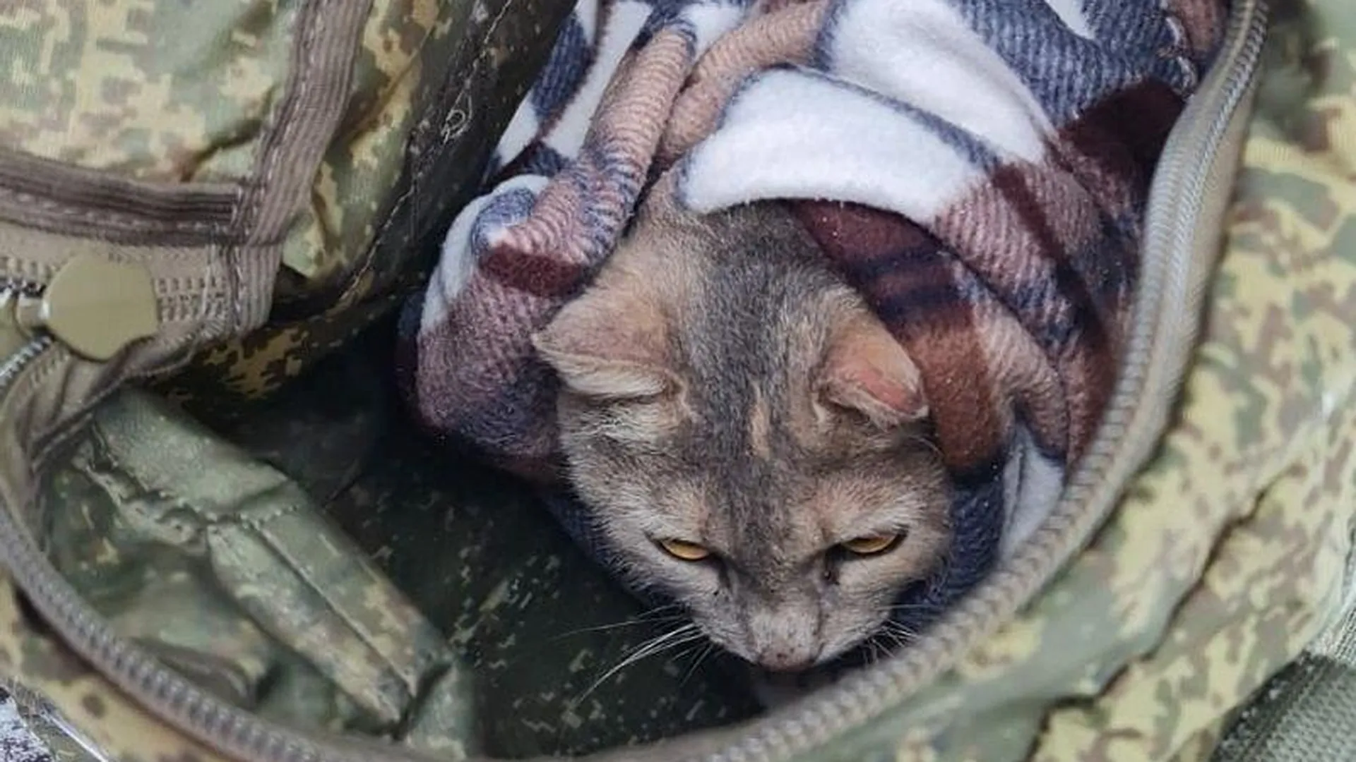 Кошку, которая четыре дня просидела на верхушке дерева, спасли в Ликино-Дулево