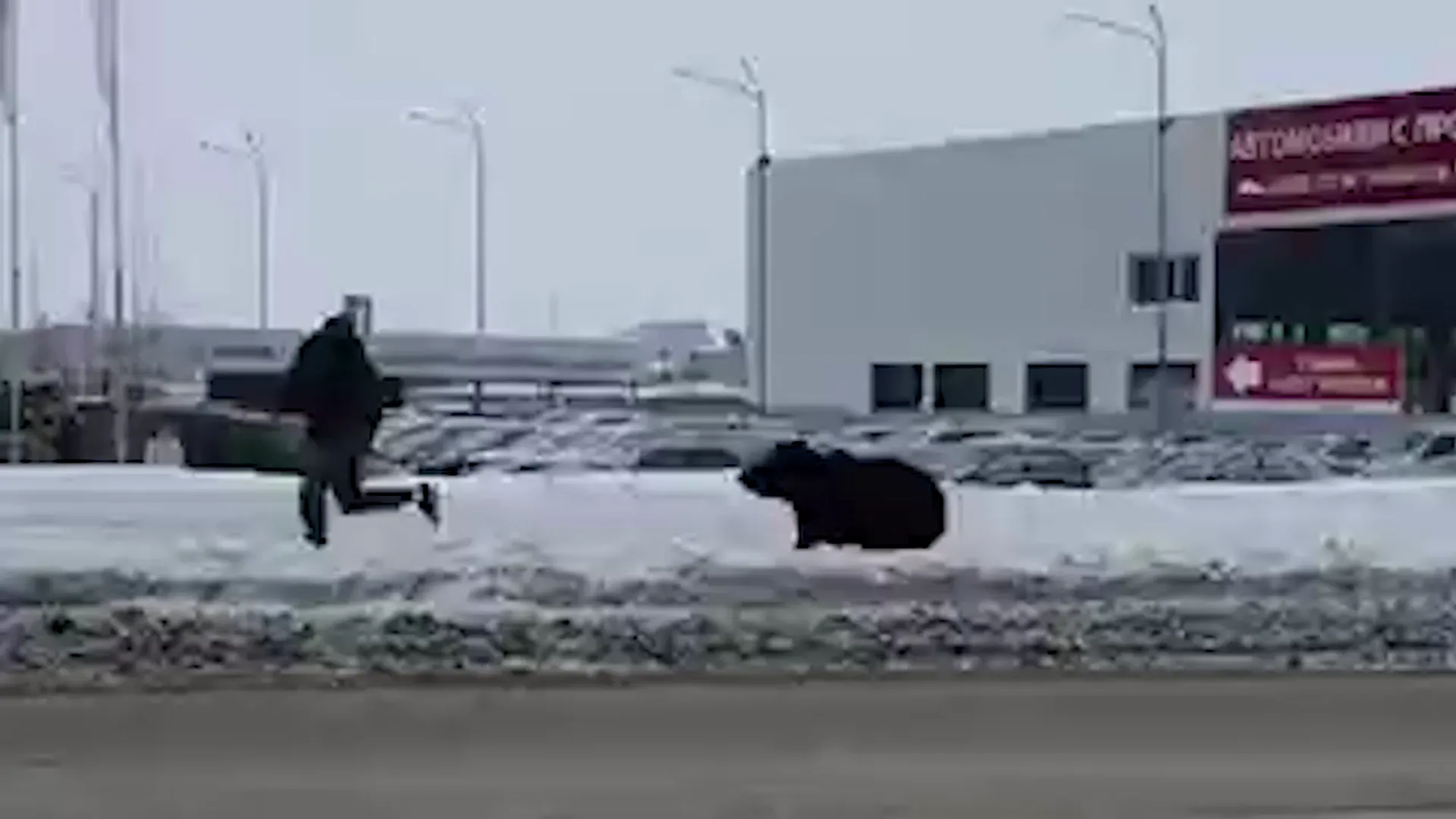 Бегавшего по улицам Нижневартовска медведя поймали