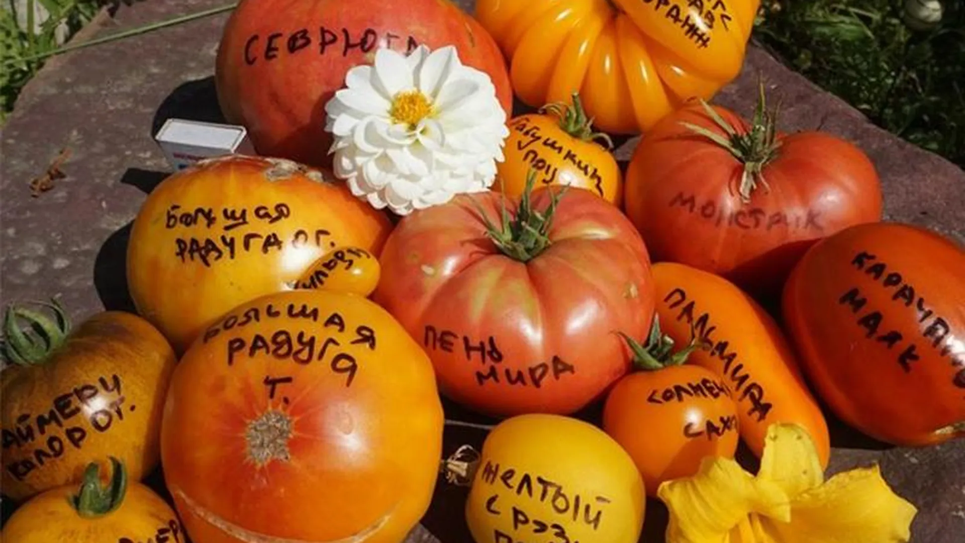 Страсть по помидорам: жительница Озер собрала самую большую коллекцию томатов в Подмосковье