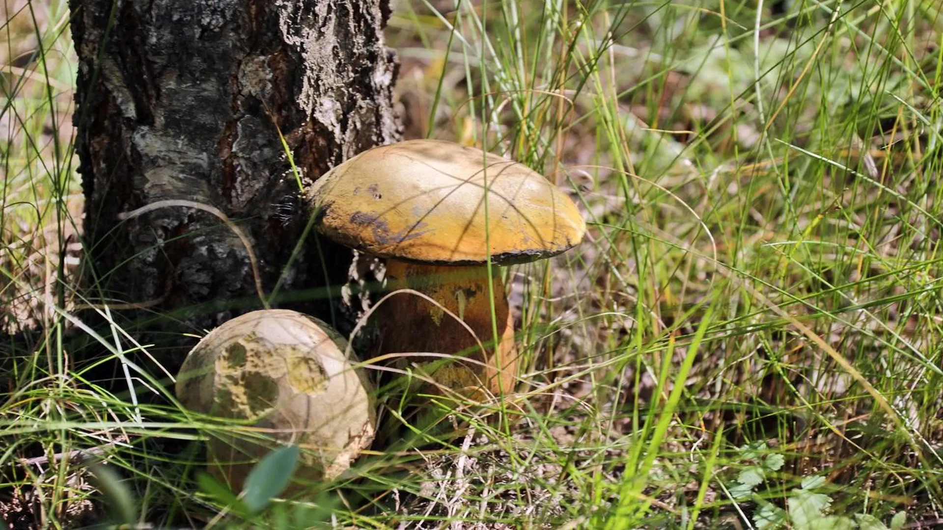 Весенний грибной сезон начинается в Московской области