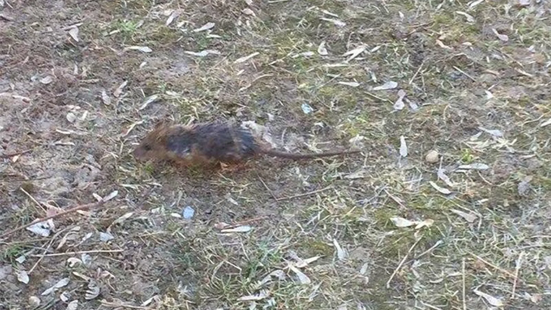 Рыжая крыса атаковала школьницу в Домодедово, прокусив палец