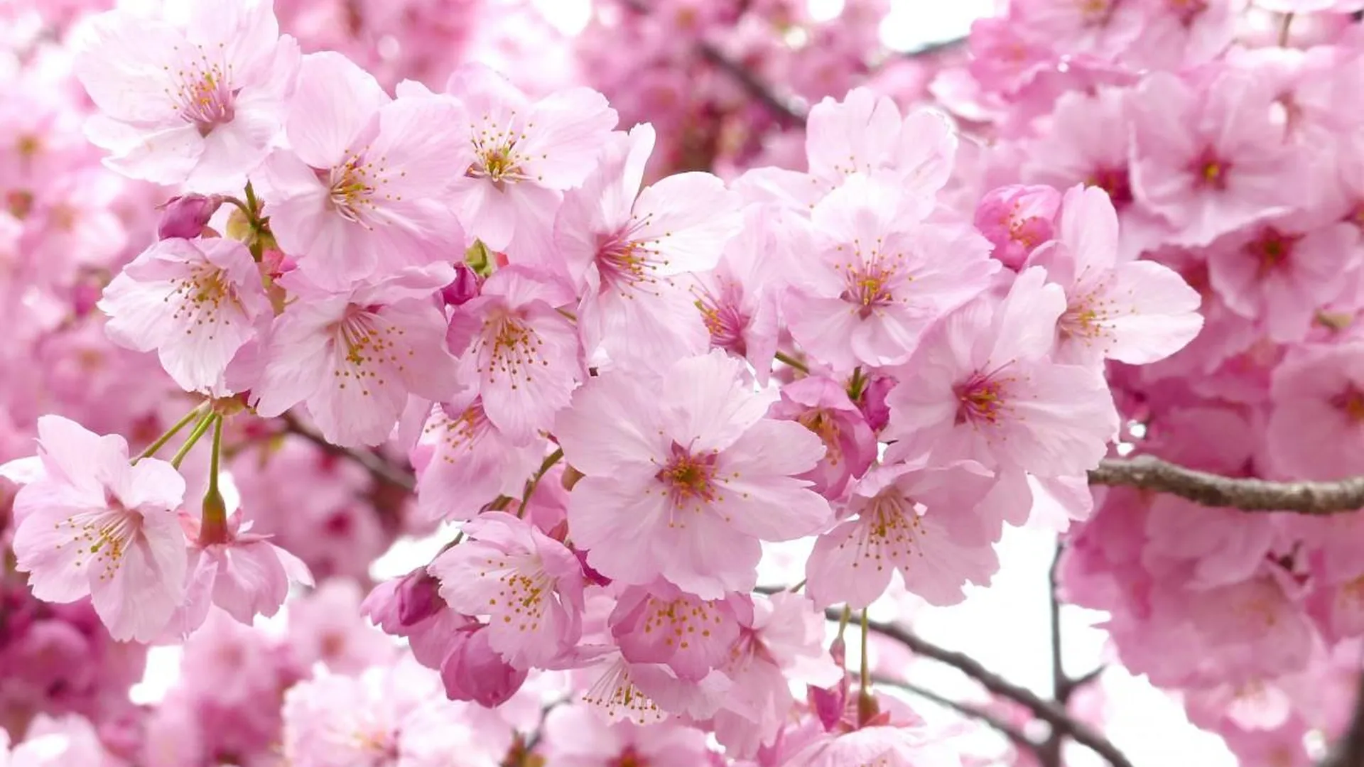 Сакура. Вишни в цвету. Сакура дерево. Цветущий вишневый сад. Сакура 15