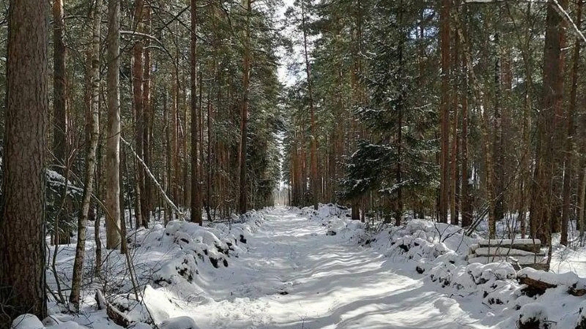В Орехово-Зуевском лесничестве начали прочистку просек