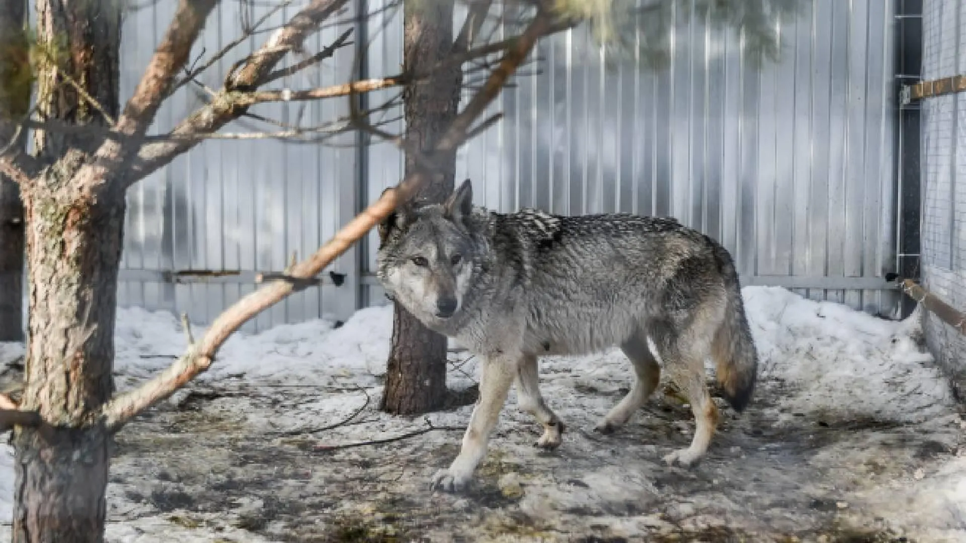 Зоолог Тихонов: волки приходят в РФ из Украины