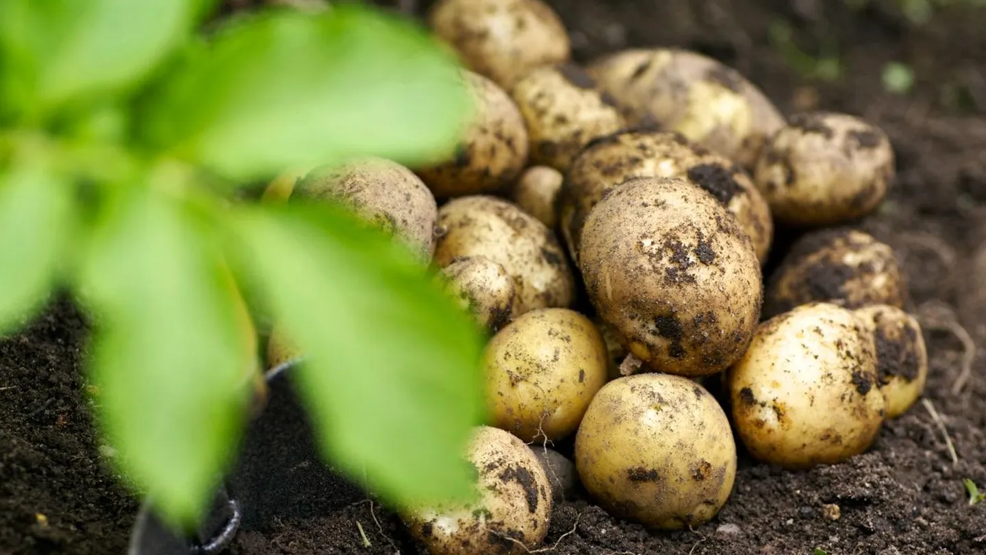 Почва урожай картофеля. Картофель. Картошка в огороде. Картофель куст. Урожай картофеля.