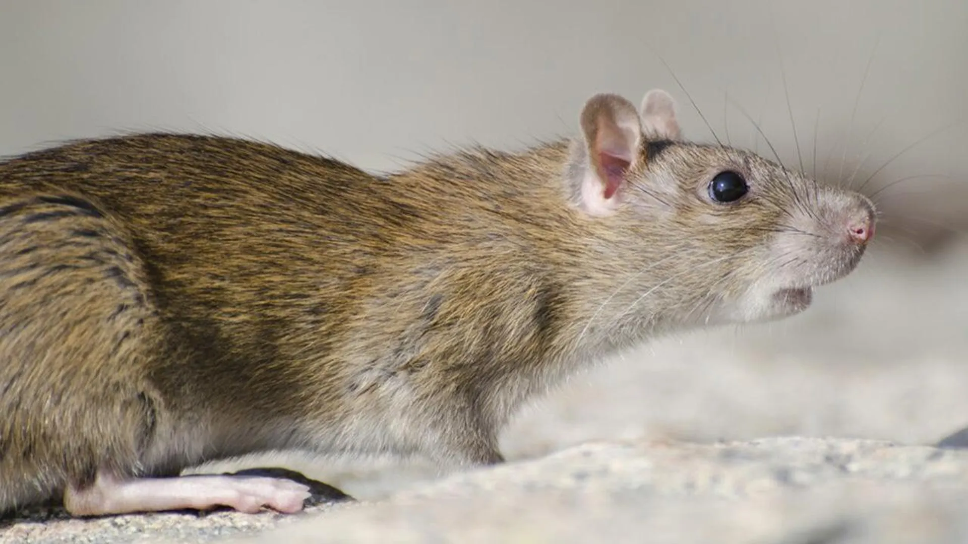 16 мышей. Мышегон. Большая крыса в Калининском районе. Вредная мышь.