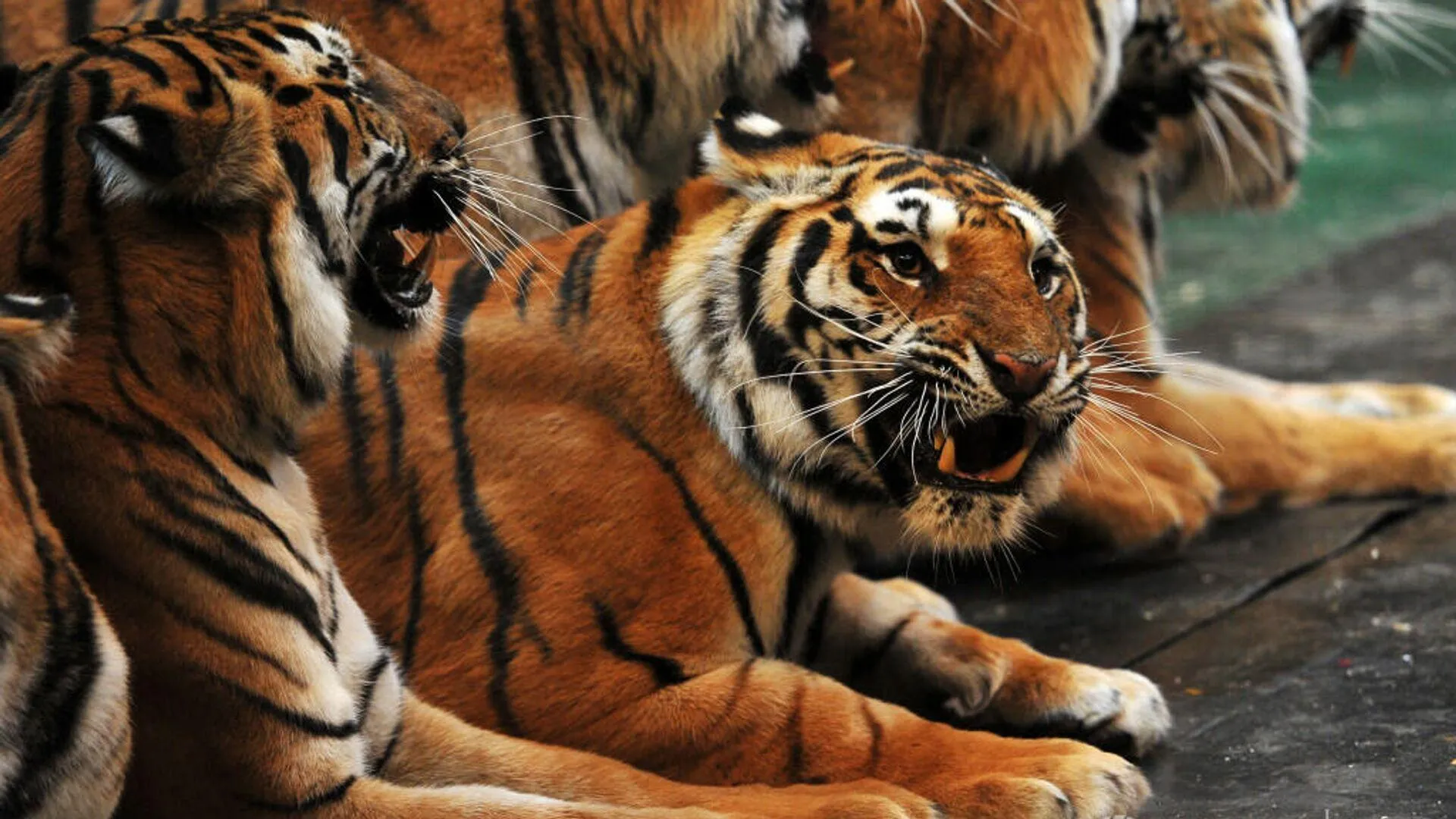 Запашный объяснил, зачем тигров в цирке поливали водой и бросали в них реквизит