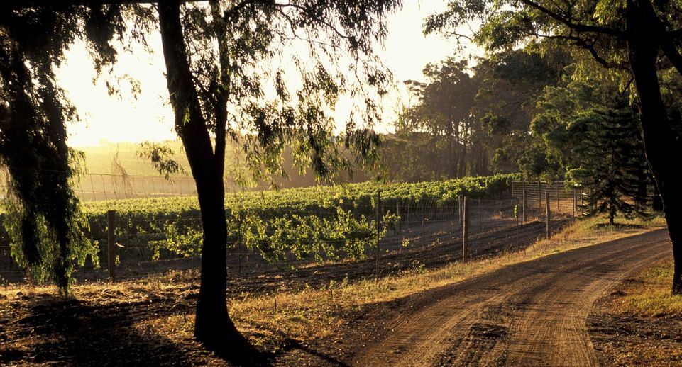 Bloomberg: из-за переизбытка вина фермеры в Австралии сожгли часть виноградников