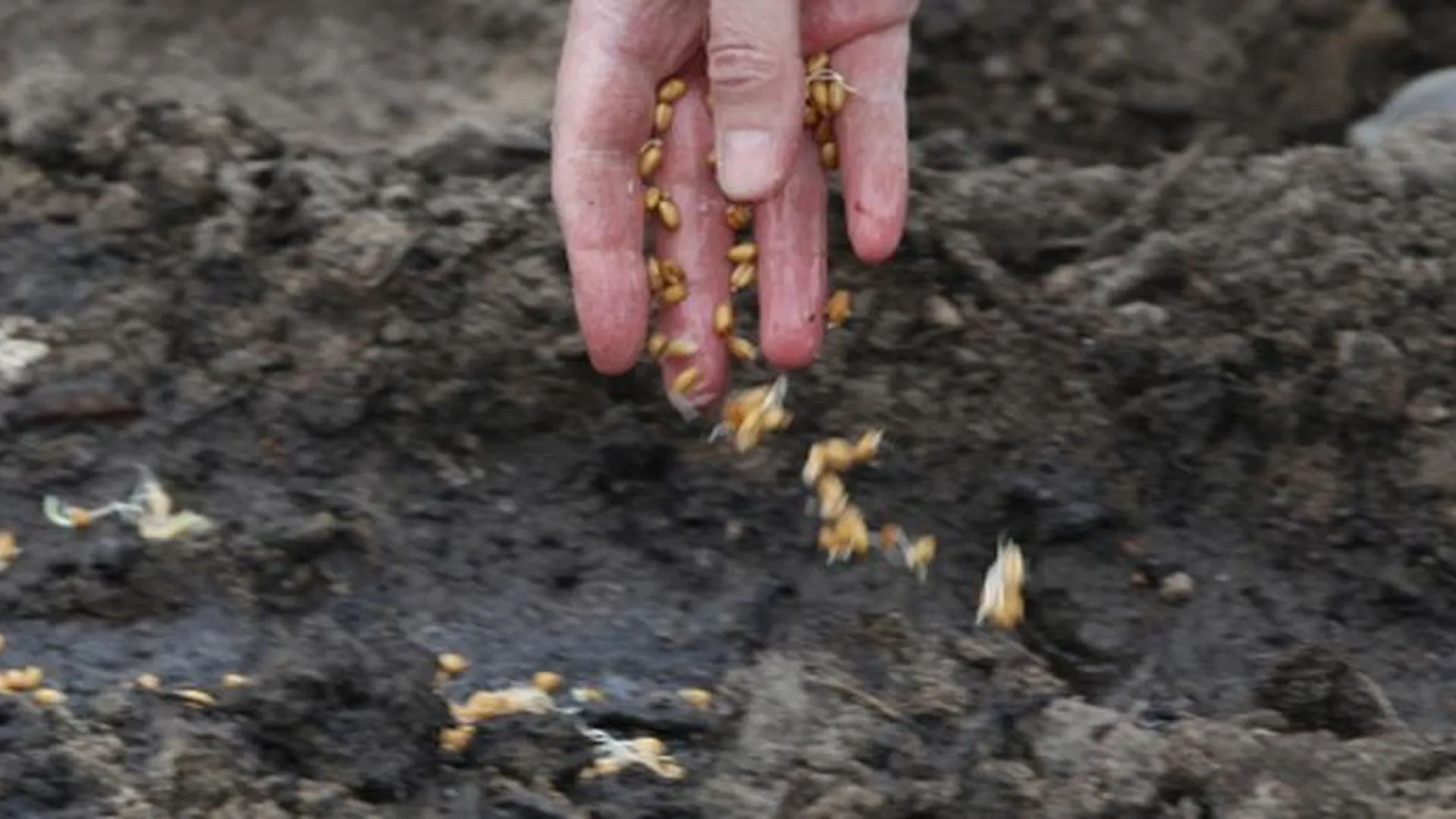 Почти 40% подмосковных почв требуют улучшения плодородия