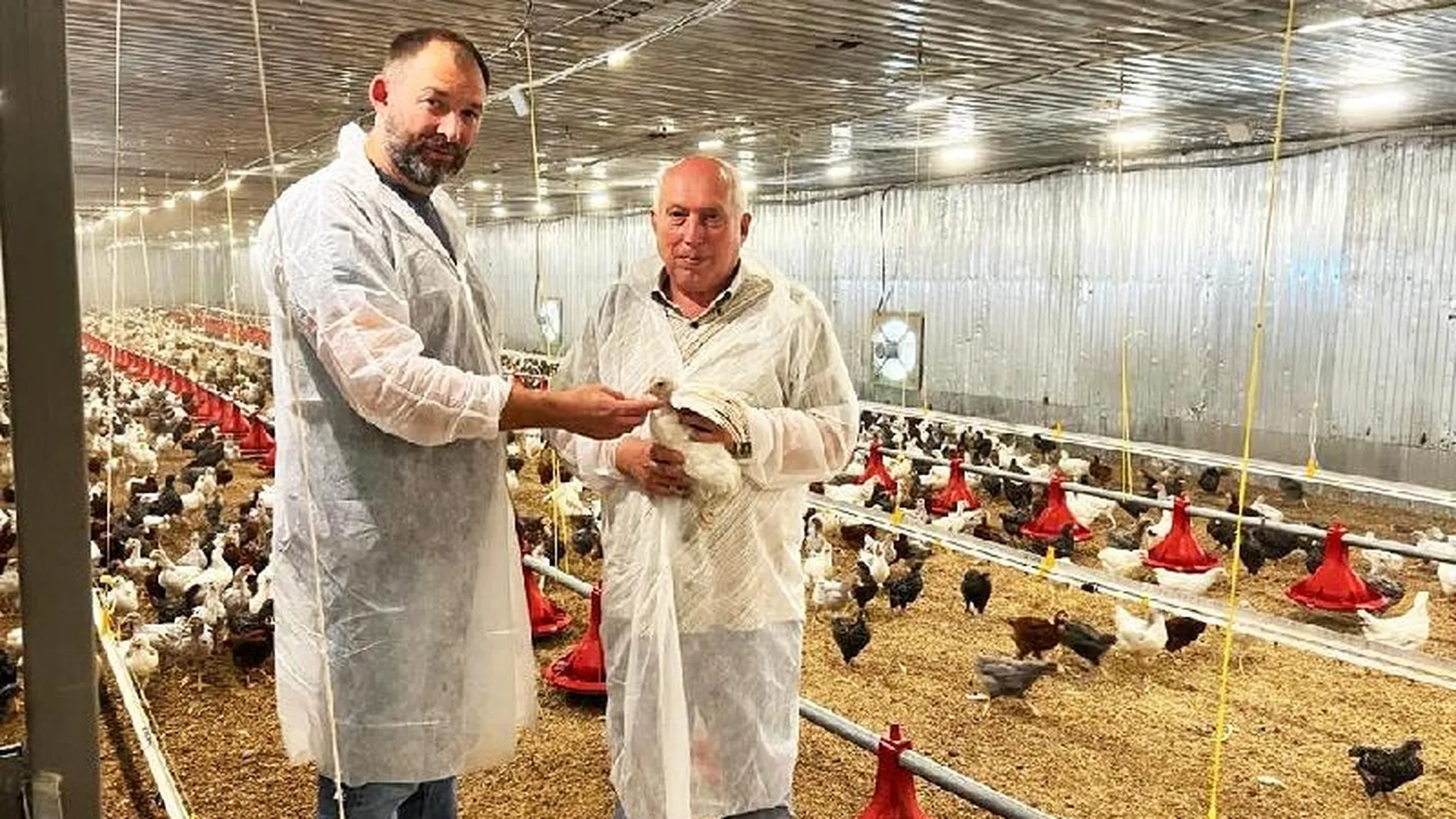 Производство генетически чистых чешских кур стартовало впервые в РФ благодаря фермеру из Шаховской