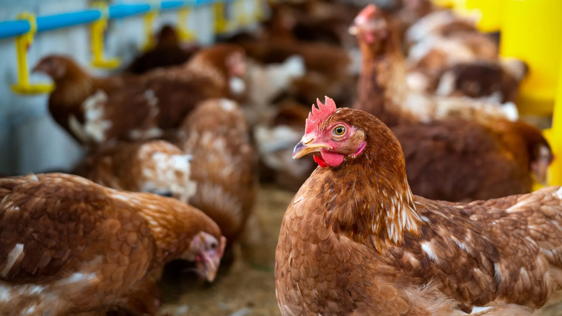 Около 70 тысяч кур уничтожат в Японии из-за вспышки птичьего гриппа