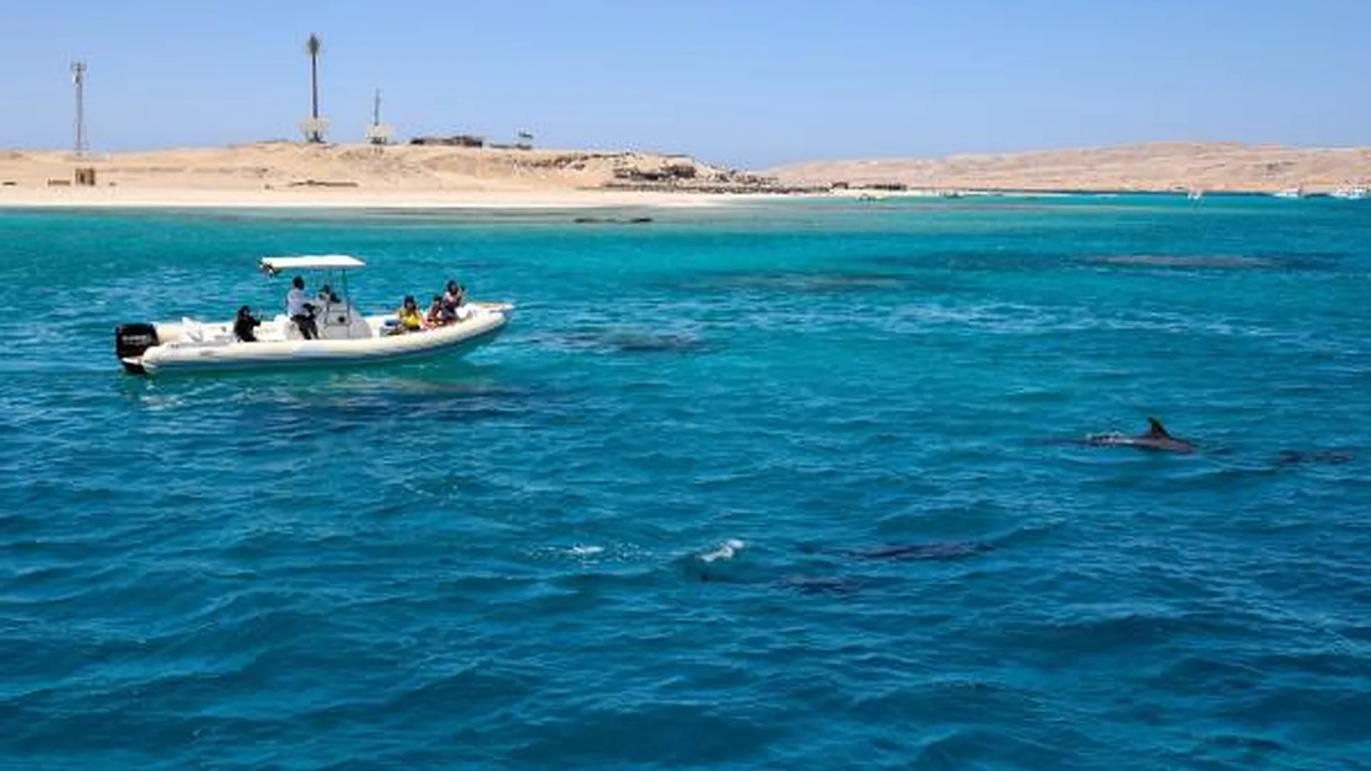 Хургада нападение. Акула Египет Хургада 2023. Акулы в Красном море Хургада.