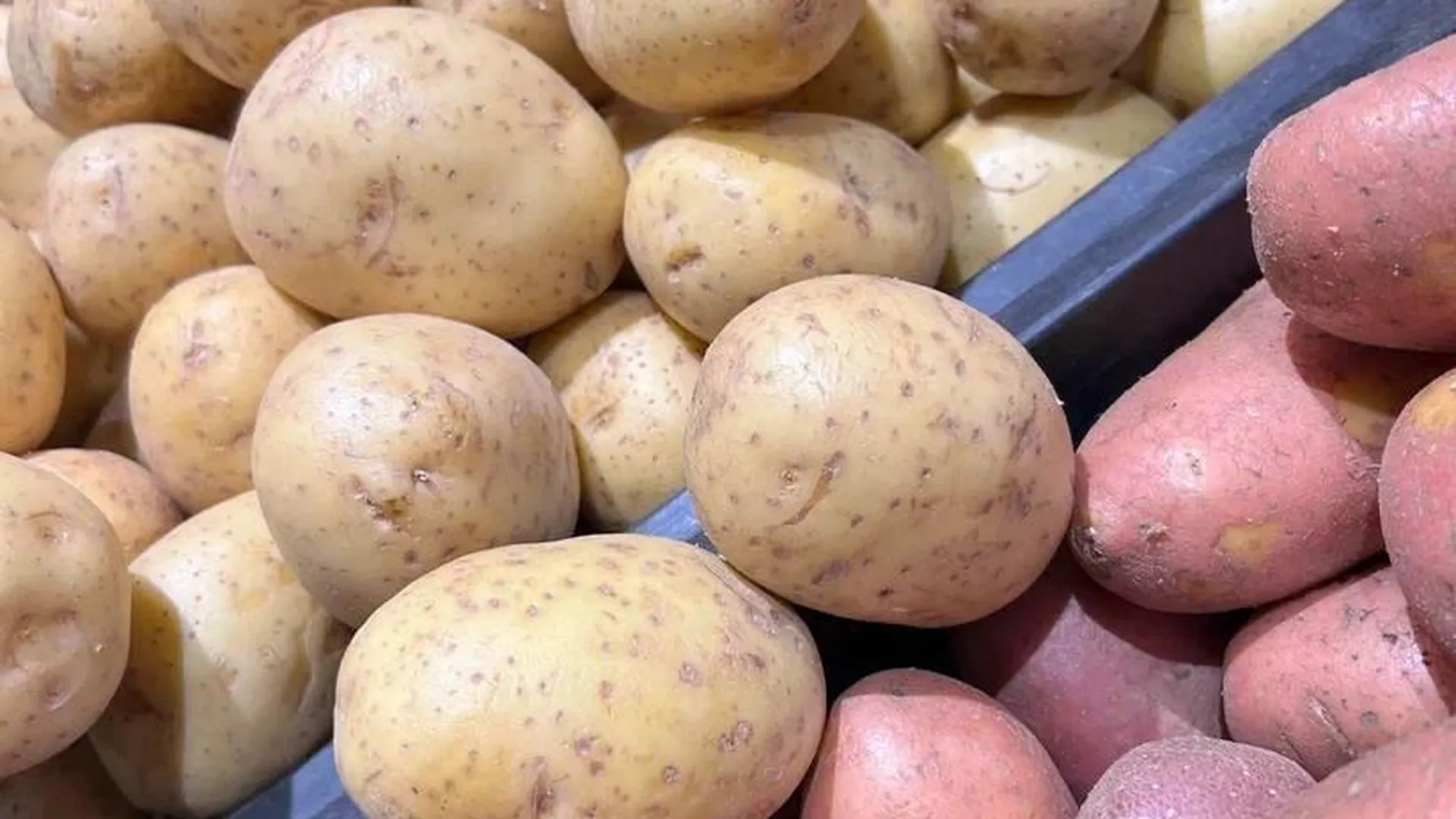 Московская область является одним из лидеров по производству семенного картофеля в России