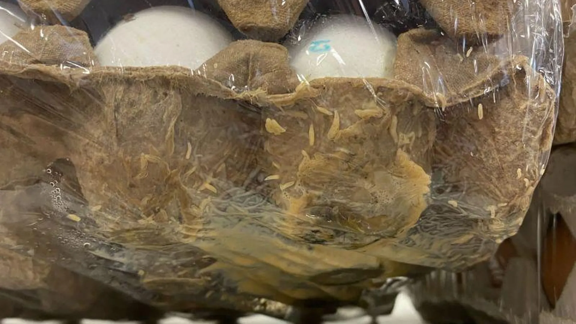 Яйца с червями обнаружил покупатель супермаркета в Краснознаменске