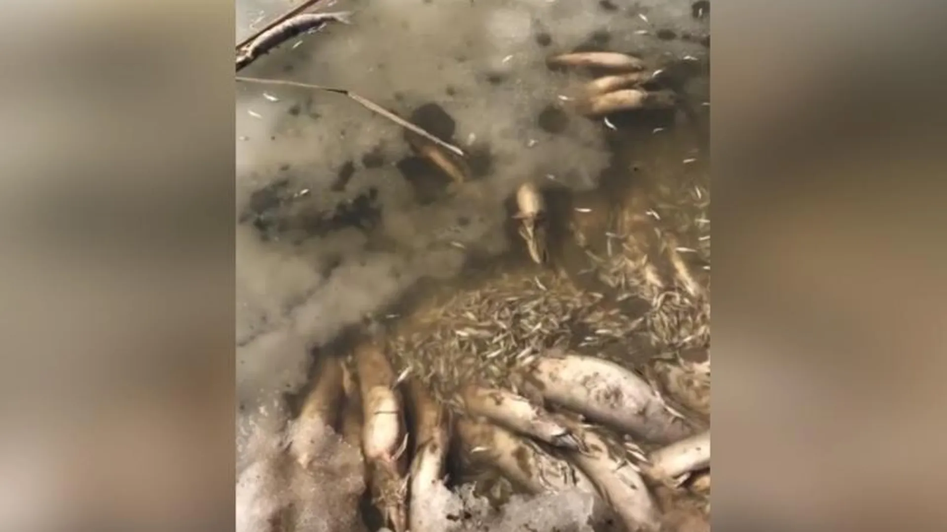 Тысячи рыб всплыли брюхом вверх на прудах в Электростали