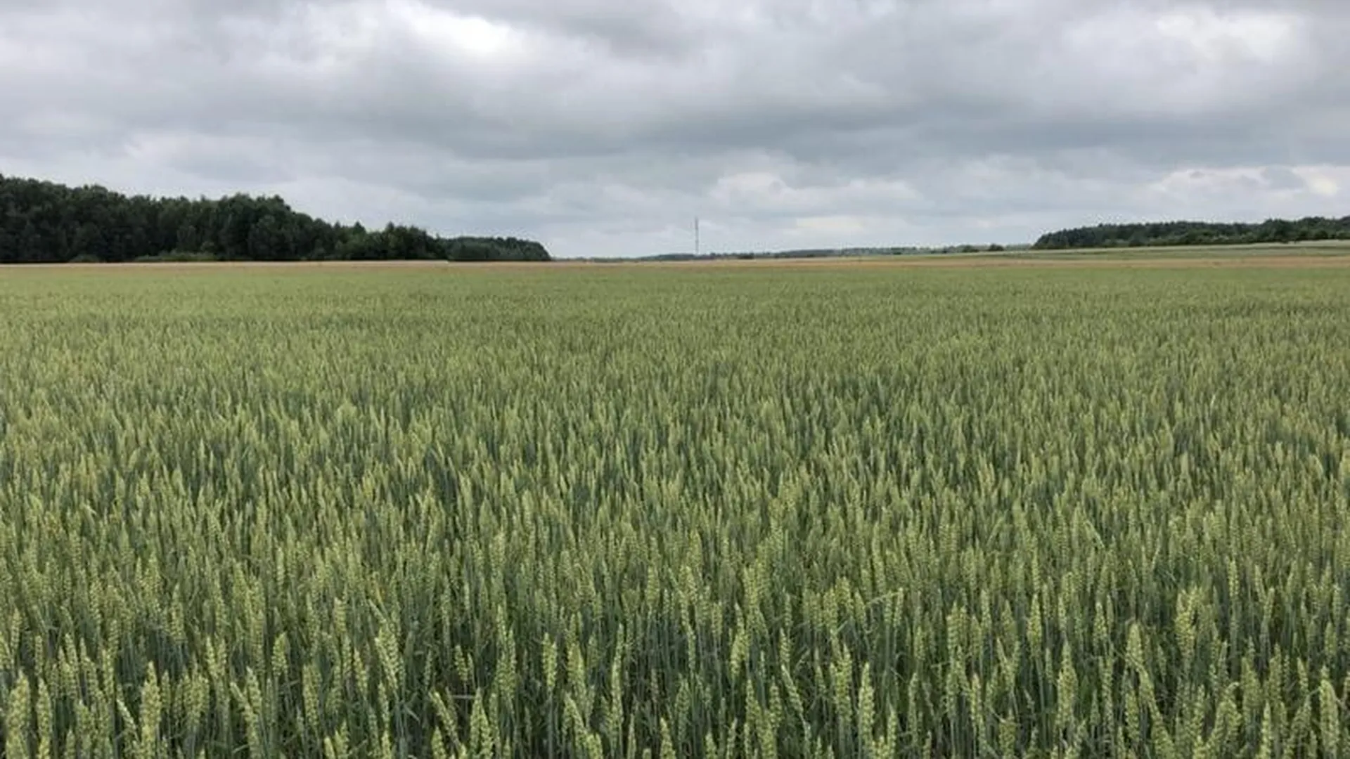 Новый сорт пшеницы, выведенный в МО, отправили на испытания
