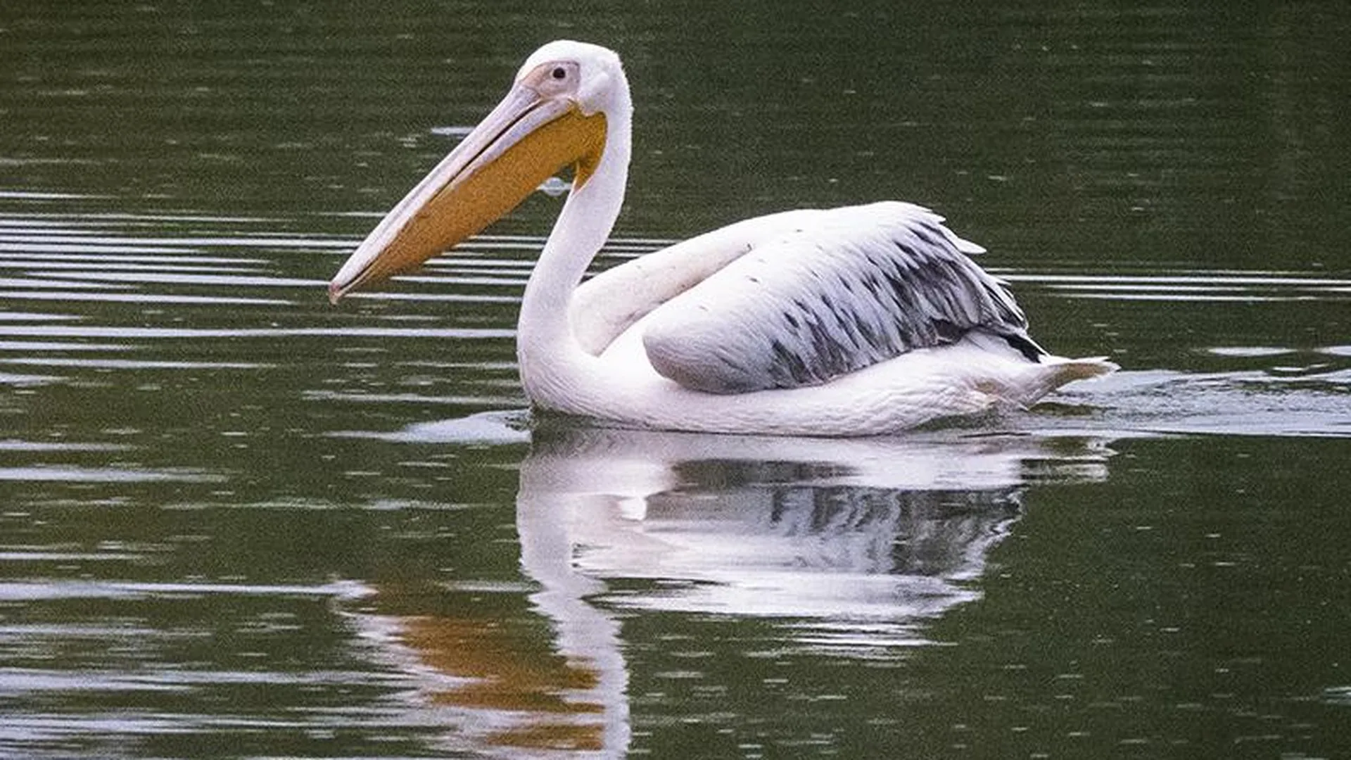 Сбежал или залетный? Розовый пеликан целый месяц жил в пруду под Наро-Фоминском