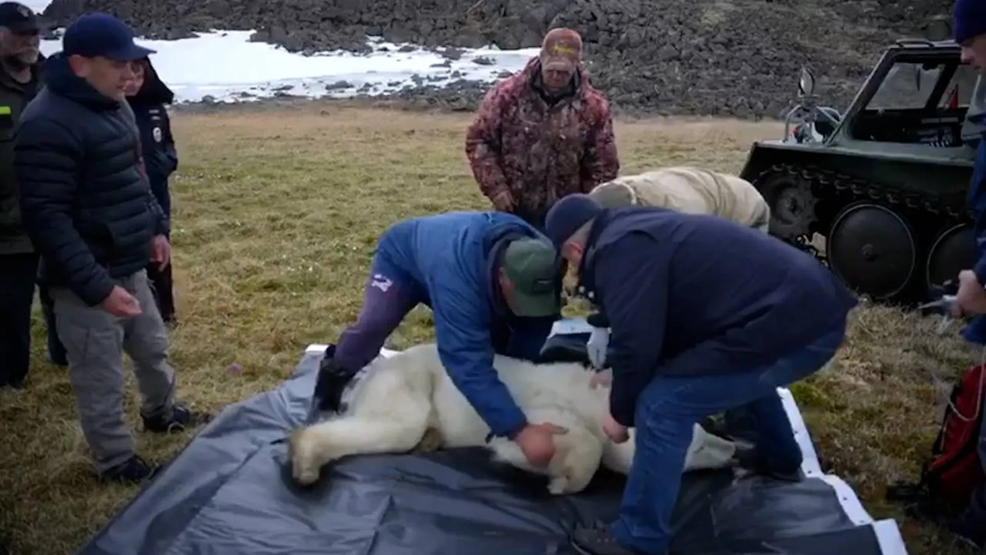 Процесс спасения медведицы в Диксоне сняли на видео