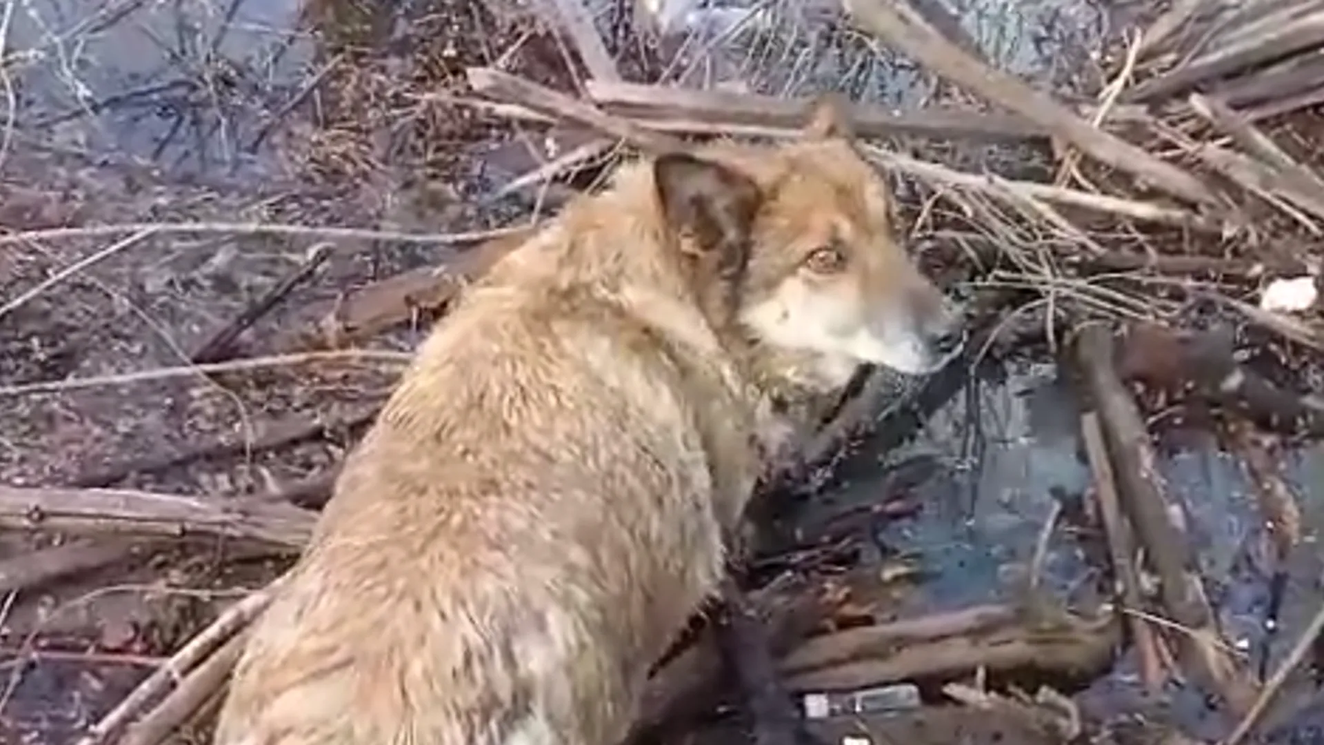 Спасение собаки в пригороде Кургана сняли на видео