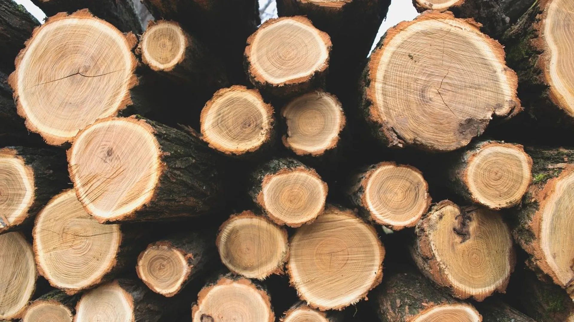 Порох из древесной целлюлозы начали производить в России