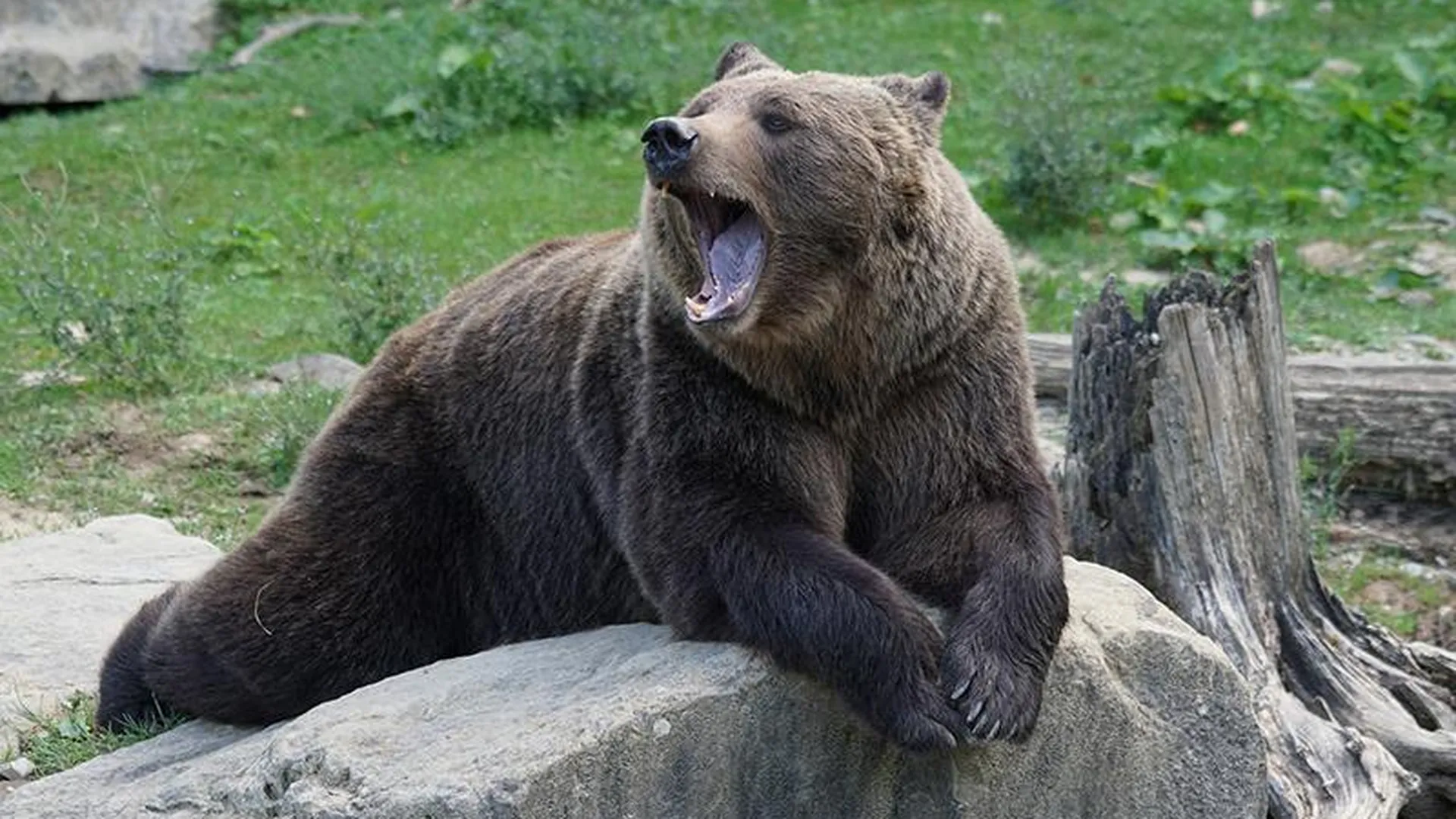 Медведь в полный рост. Бурый медведь Новосибирской области. Медведь Гризли. Медведь Гризли самец. Калифорнийский бурый медведь.