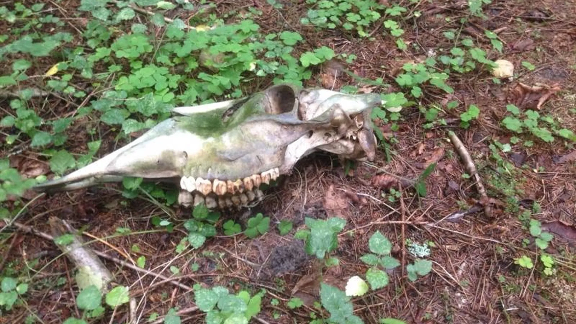 Жители Высоковска нашли в лесу странные кости
