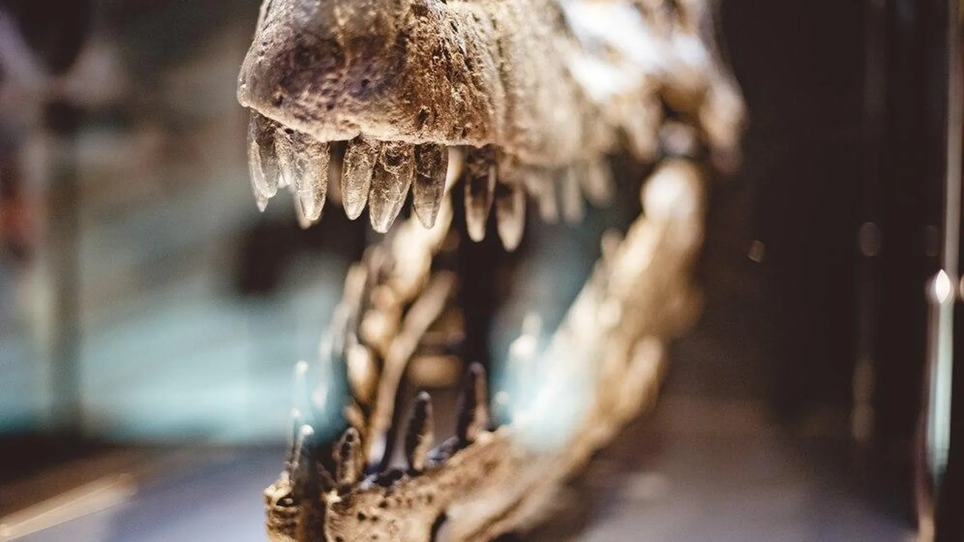 Палеонтологи воссоздали облик китайского «дракона» возрастом 240 млн лет