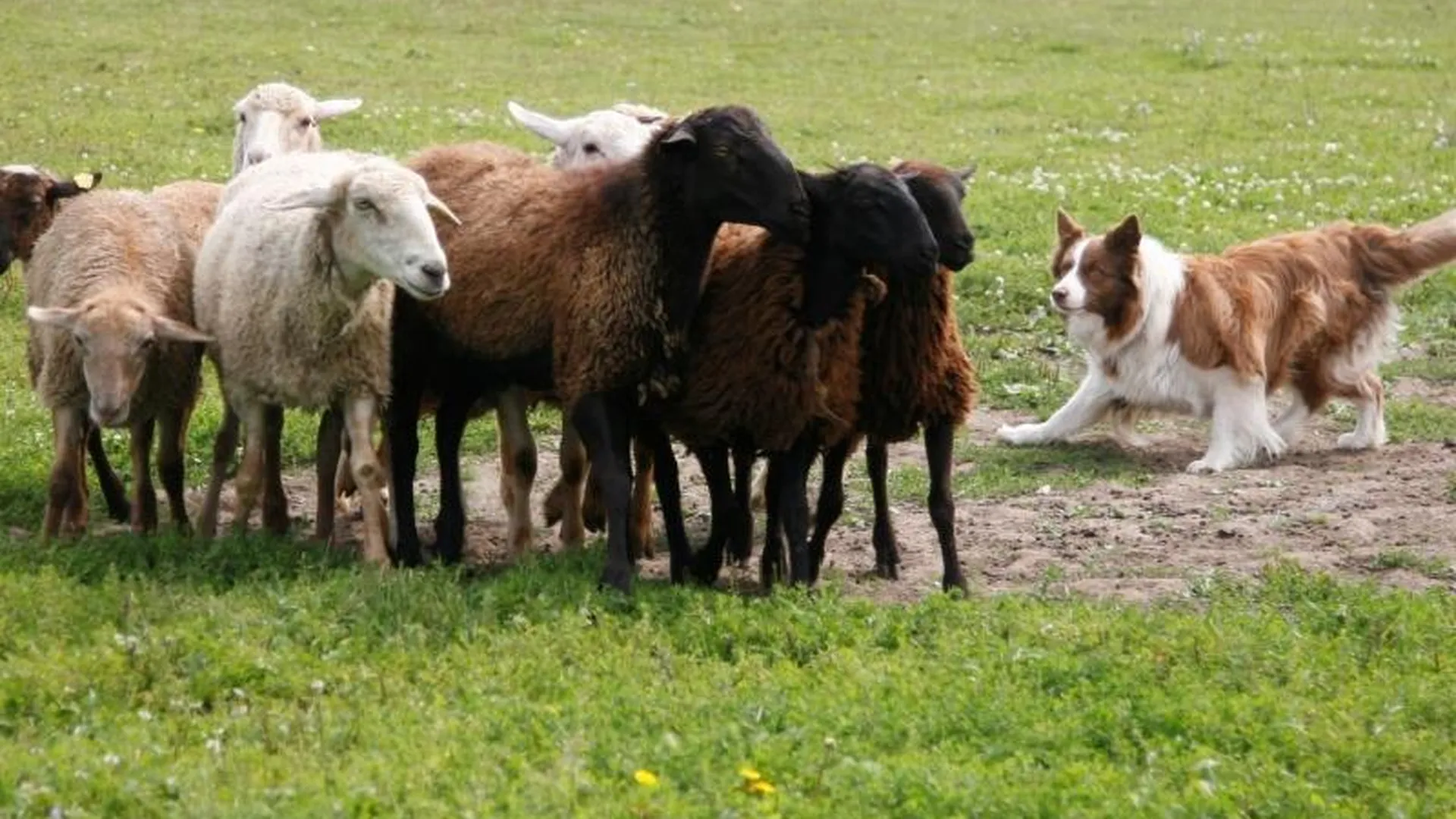 Где в Подмосковье учат собак овец пасти 