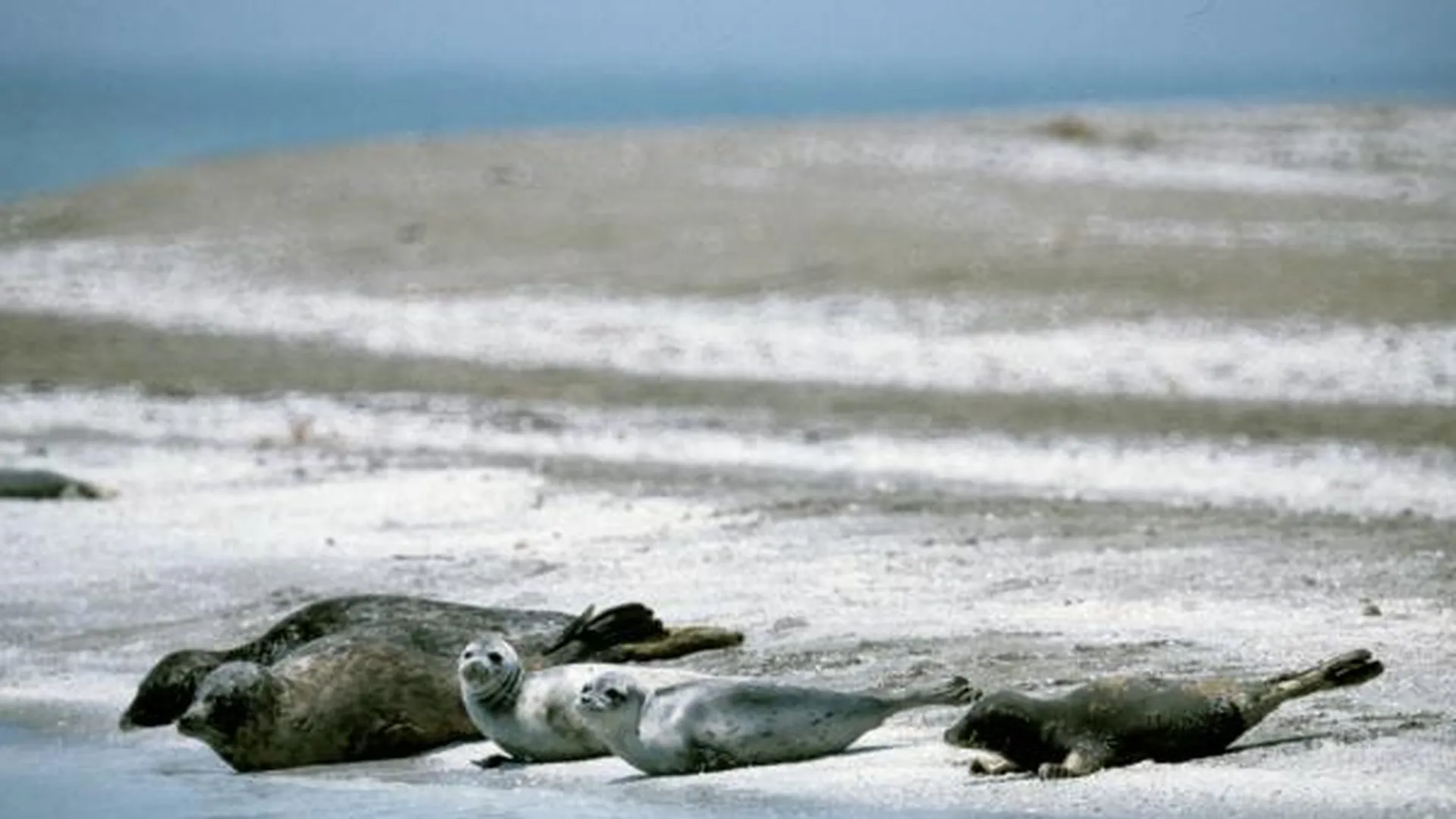 Тюлени на берегу Каспийского моря в Красноводском государственном заповеднике